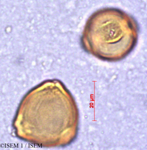 ISEM 1/Myrica_cerifera_29188/Myrica_cerifera_29188_0001(copy)_thumb.jpg